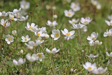 Große Windröschen (Anemone sylvestris)

