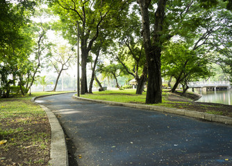 Green trees during the morning sunrise in the park.