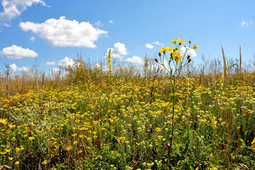Meadow with yellow flowers, blue cloudy sky, summer, Ukraine