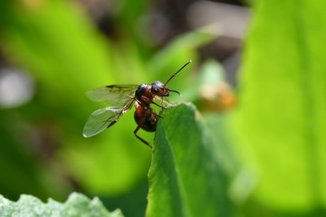 The queen of the ant