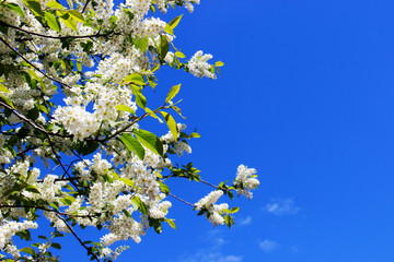 Green nature with copy space using as background or wallpaper.