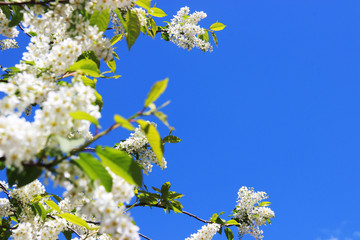 Green nature with copy space using as background or wallpaper.