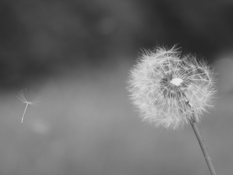 Old dandelion with flying seeds, retro black and white photo. © schalamoon