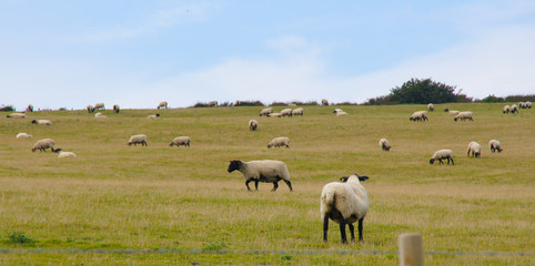 Schafherde in englischer Landschaft