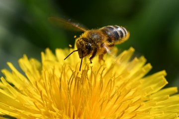 bee on the dandalion macro 