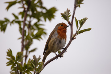 Christmas robin perched on a branch