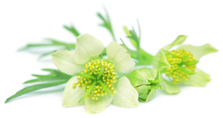 Ayurvedic nigella flower