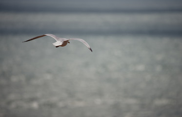 Fototapeta na wymiar seagull struggling with the wind
