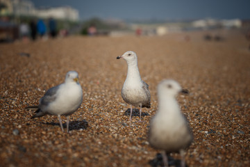 Obraz premium seagulls on pebbly beach
