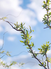 Willow branches with green leaves and blue sky with clouds  