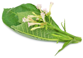Tobacco flowers