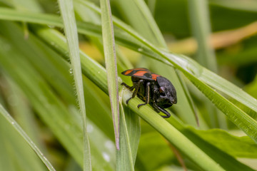 Cercopis vulnerata