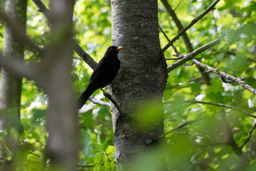 Male blackbird perched on a tree branch