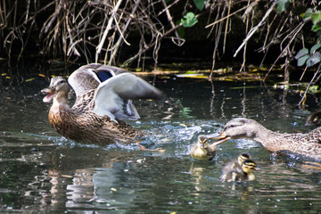 Aggression on the river as mother mallard with young ducklings scares away a second female mallard duck
