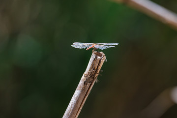 dragon fly perched on a reed