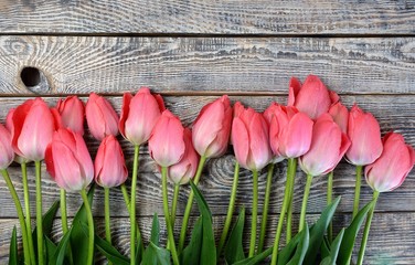 Naklejka premium tulipan
