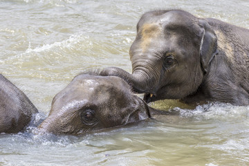 elephants in the river Maha Oya at pinnawala