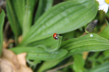 Lady bug on the leaf
