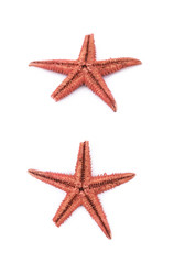 Fototapeta na wymiar Dried decorational star fish isolated