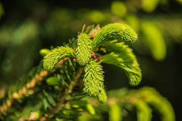 Branches of pine tree needles with soft green .