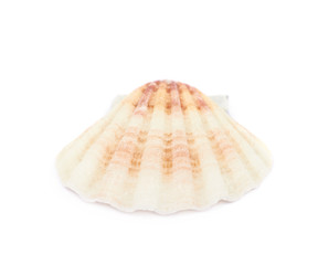 Sea shell isolated