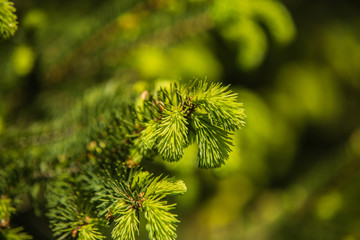 Branches of pine tree needles with soft green .