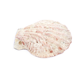 Sea shell isolated