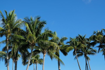Fototapeta na wymiar Palm trees in front of blue sky