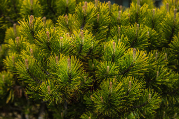 Branches of pine tree needles with soft green .