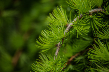 Branches of pine tree needles with soft green .