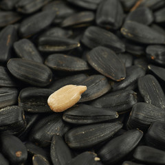 Surface coated with the sunflower seeds