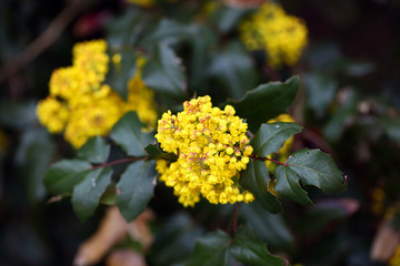 wiosna w ogrodzie - mahonia żółte kwiaty