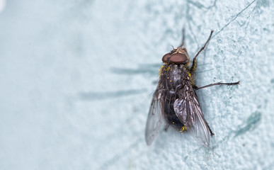 Obraz premium macro of a fly covered in pollen