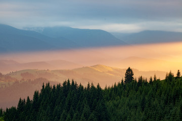 Sunlight breaks through the dense trees of the Carpathian Mountains in Ukraine