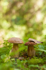 Two boletus mushrooms growing in the green forest