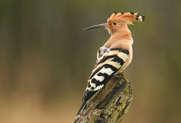 Hoopoe © Piotr Krzeslak