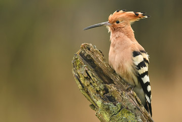 Hoopoe