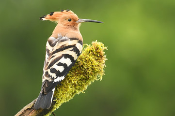 Hoopoe © Piotr Krzeslak