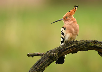 Hoopoe