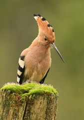 Hoopoe