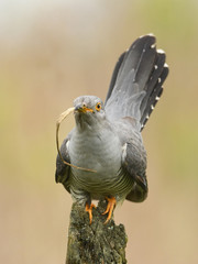 Common cuckoo (Cuculus canorus)