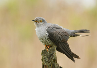 Common cuckoo (Cuculus canorus)