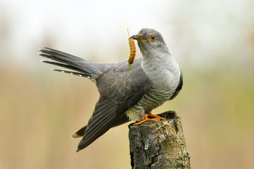 Common cuckoo (Cuculus canorus)