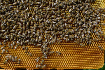 Bee honeycombs with honey and bees. Apiculture.