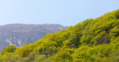Forest on the mountainside in a spring sunny day
