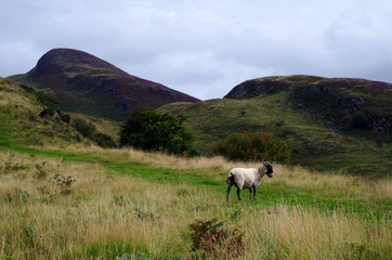 Schaf auf Wanderweg in Schottland