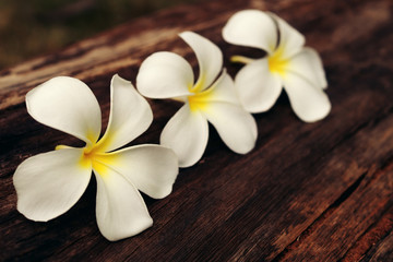 Fototapeta na wymiar White frangipani (Plumeria) on wood background