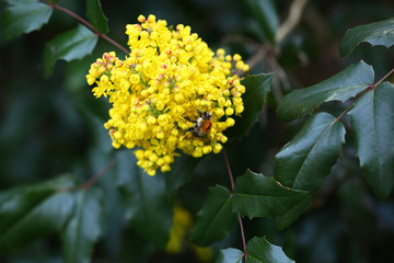 wiosna w ogrodzie - bąk zapyla żółte kwiaty