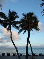 Palm trees in evening light