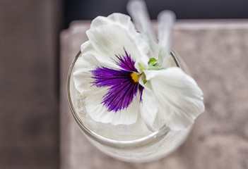 a flower garnishing a clear cocktail